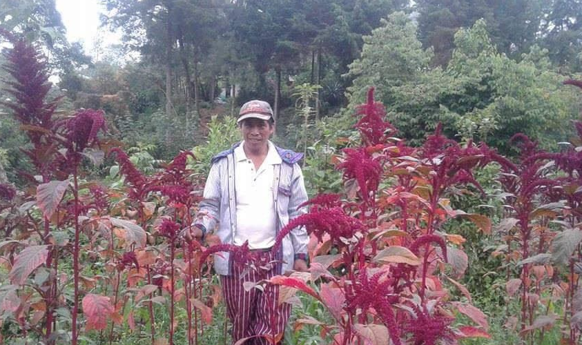  Plantación de amaranto. Foto: Senacri 